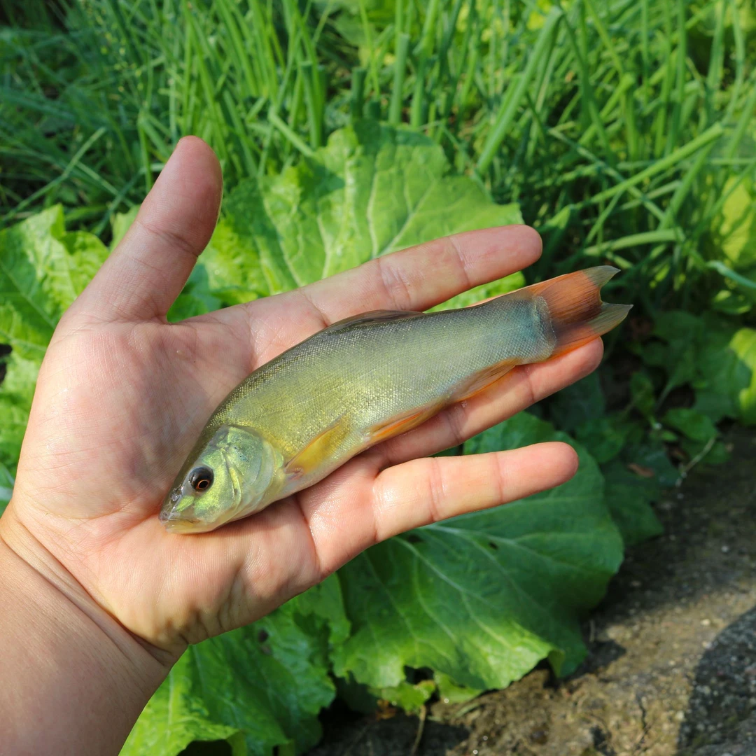 丁桂鱼小鱼四川发货淡水养殖食用观赏均可