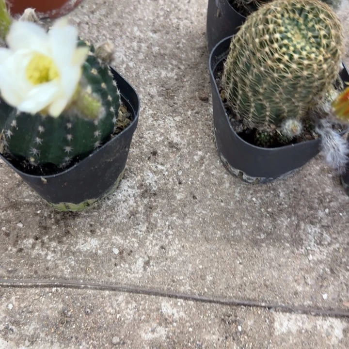 无花朵林**憩哈哈哈哈哈哈哈哈