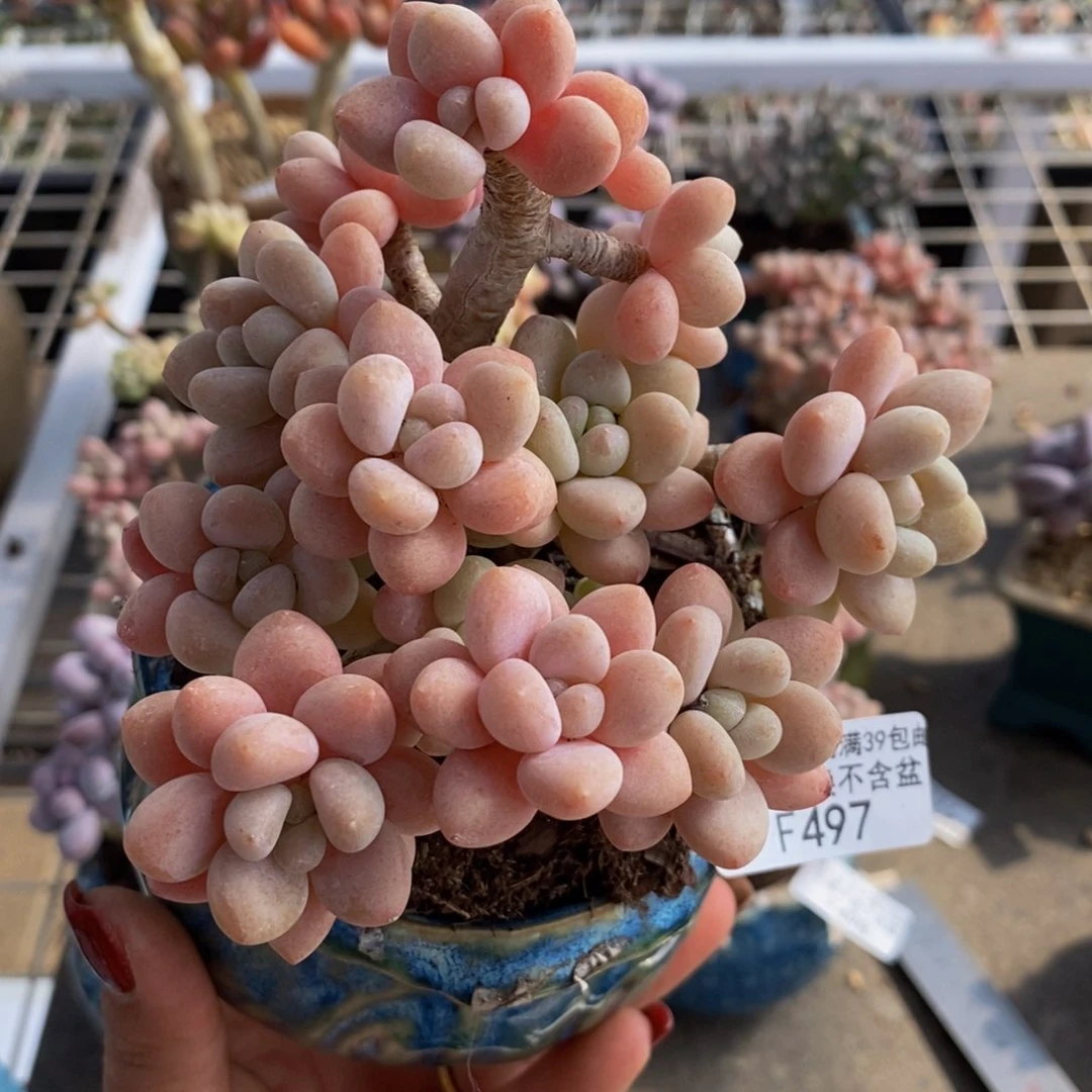 鱼子酱497/10c m多肉