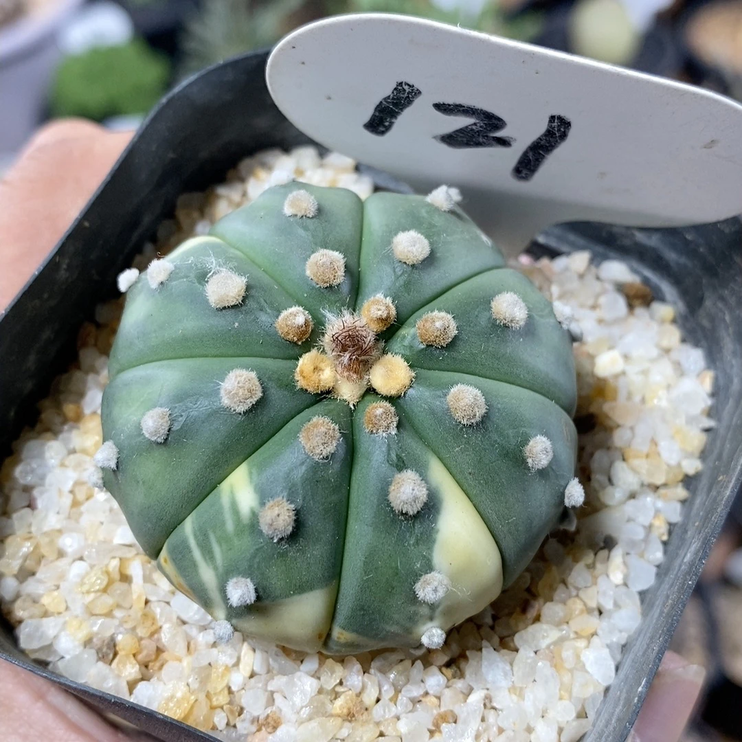 121号实生星兜锦4.8cm