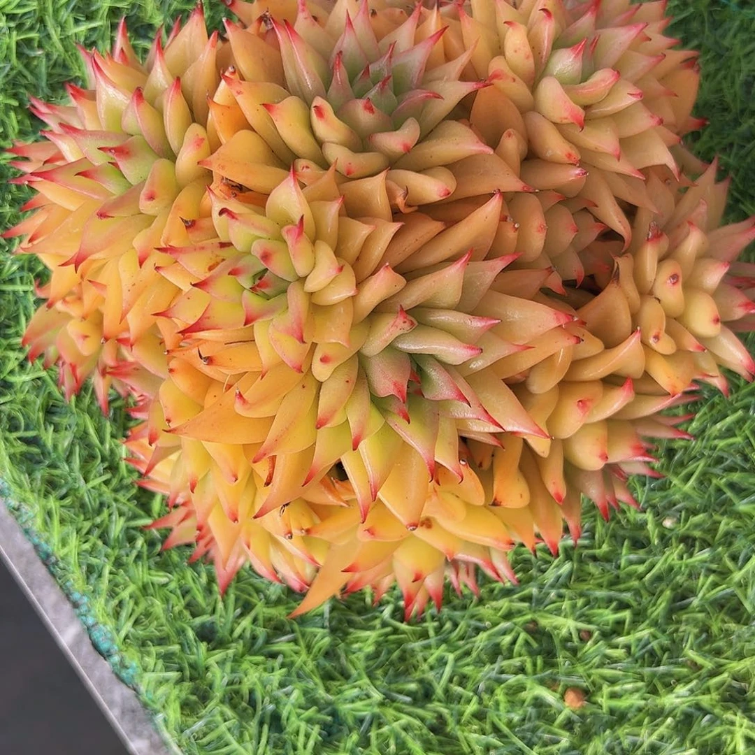 赤心1111111111111111