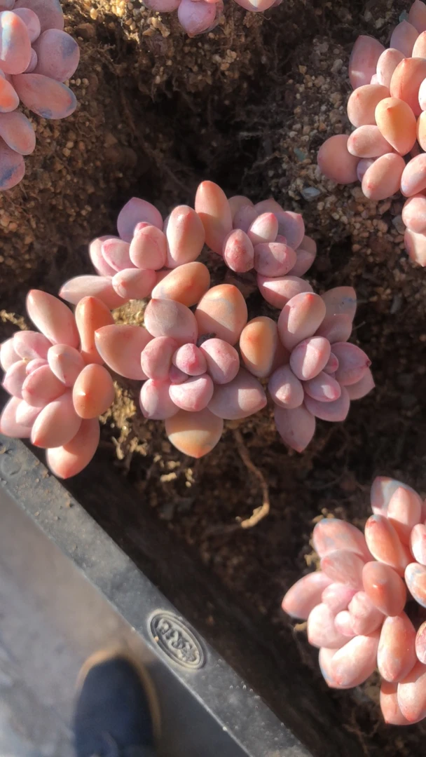 思思专拍香水多肉