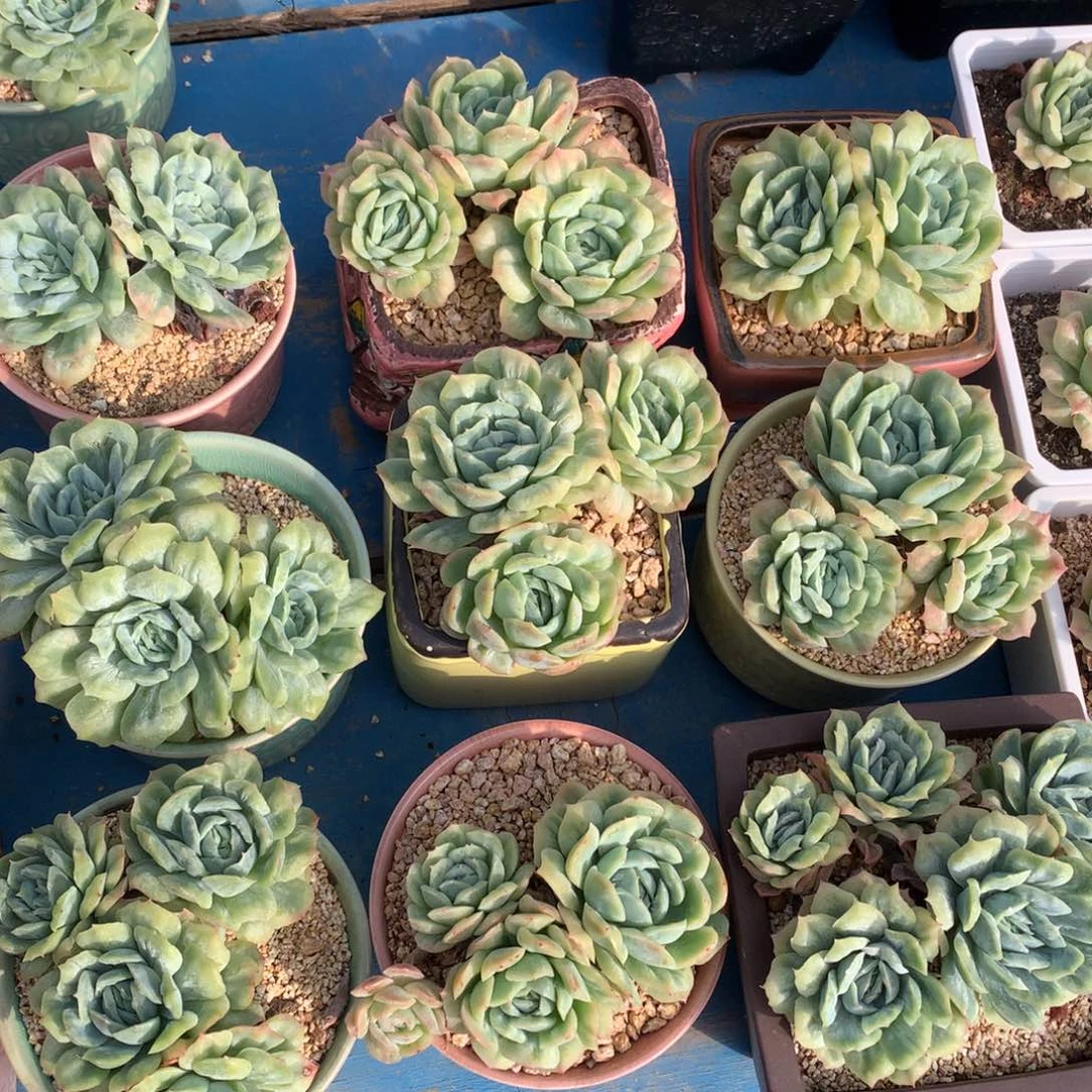 泡泡纱裙50一头。  ，