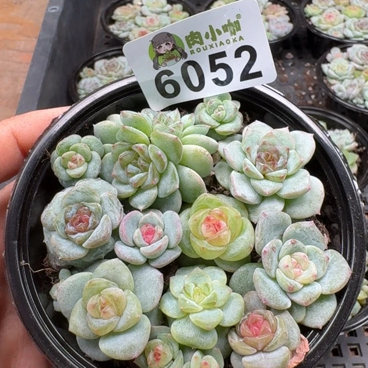 多肉植物多肉植物