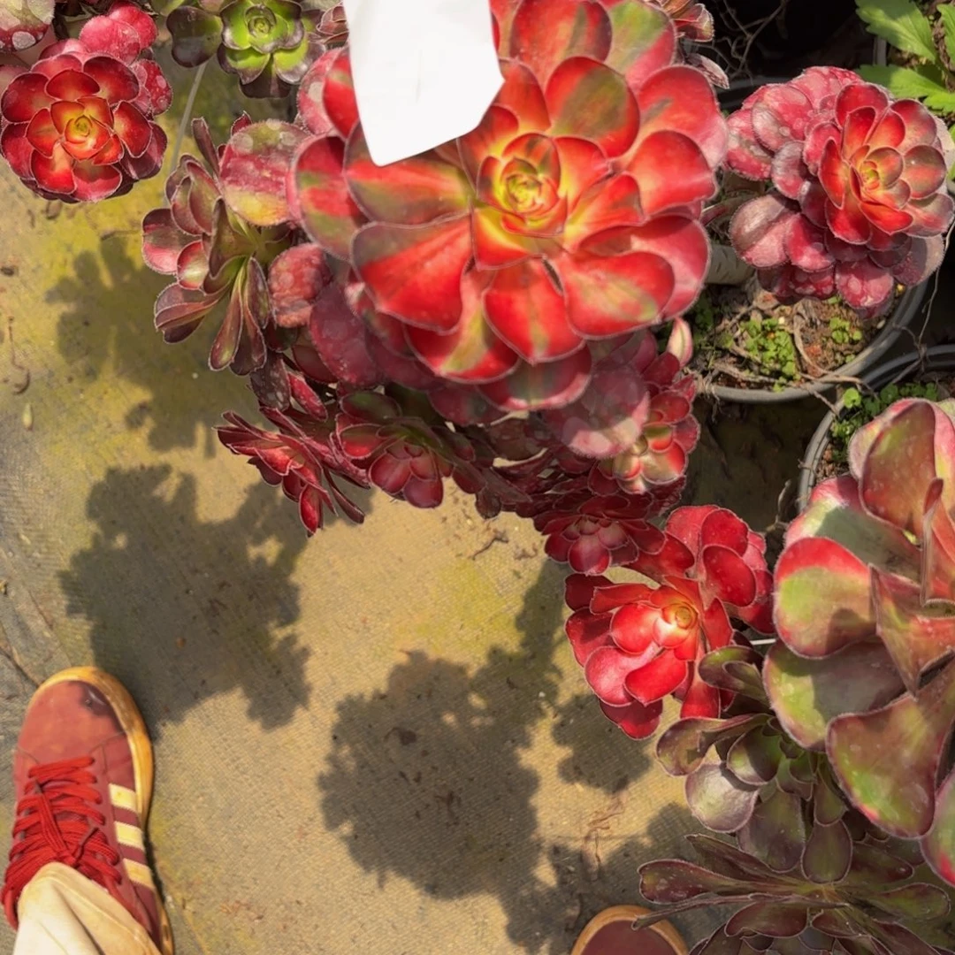 云南花蝴蝶法师多肉6号