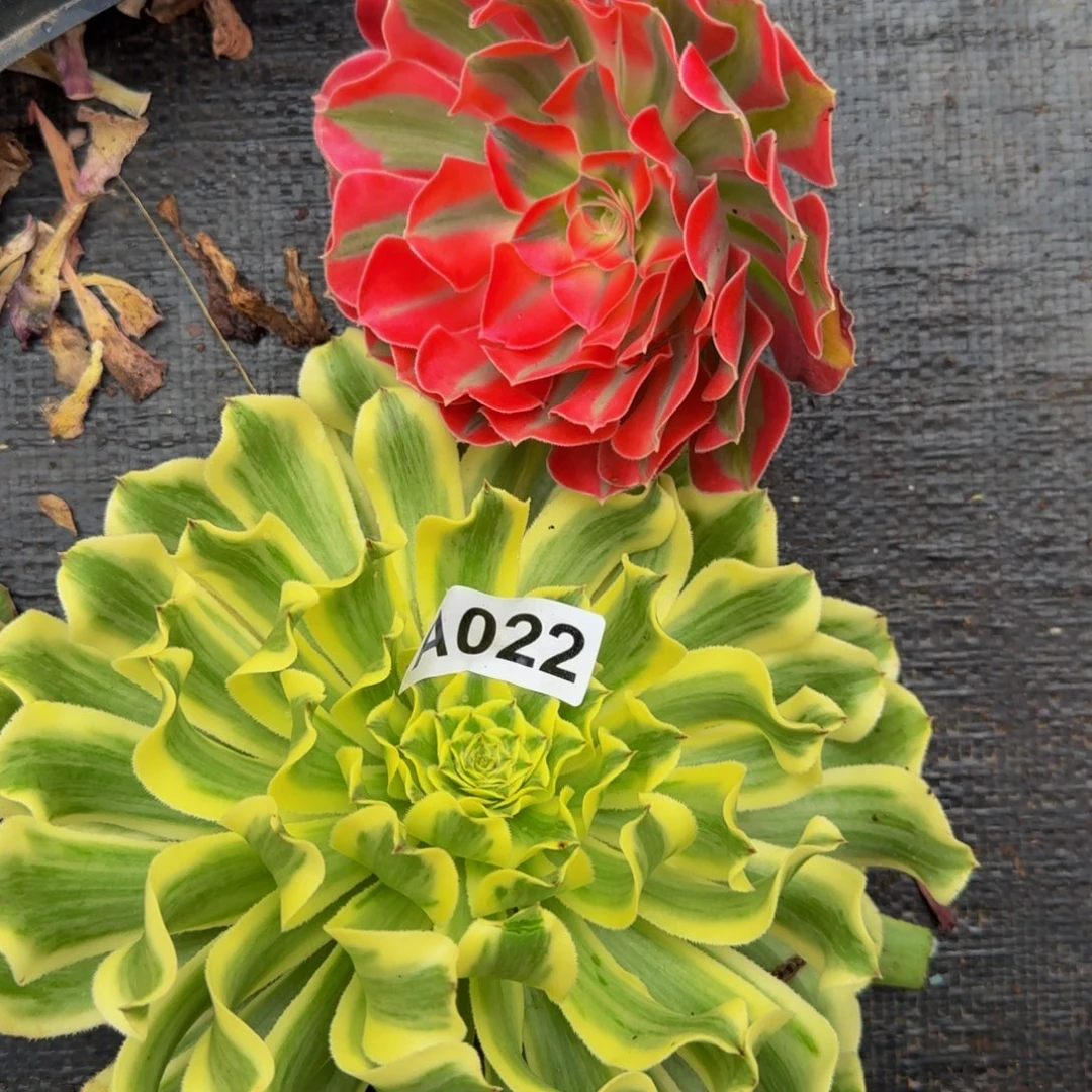 用***8022多肉植物法师号
