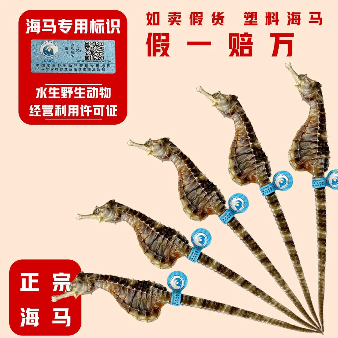 【活动款】海马干货  天然生晒   可炖汤可泡酒