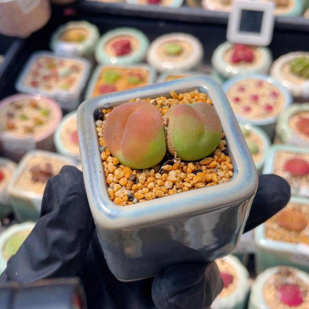 无花朵5378-一物一拍 带盆