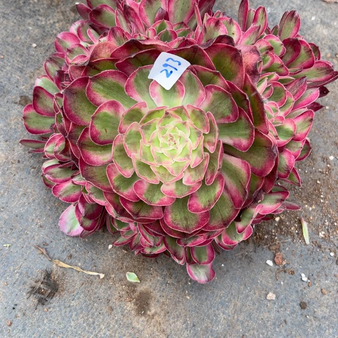 293半糖荔枝无根多肉多肉