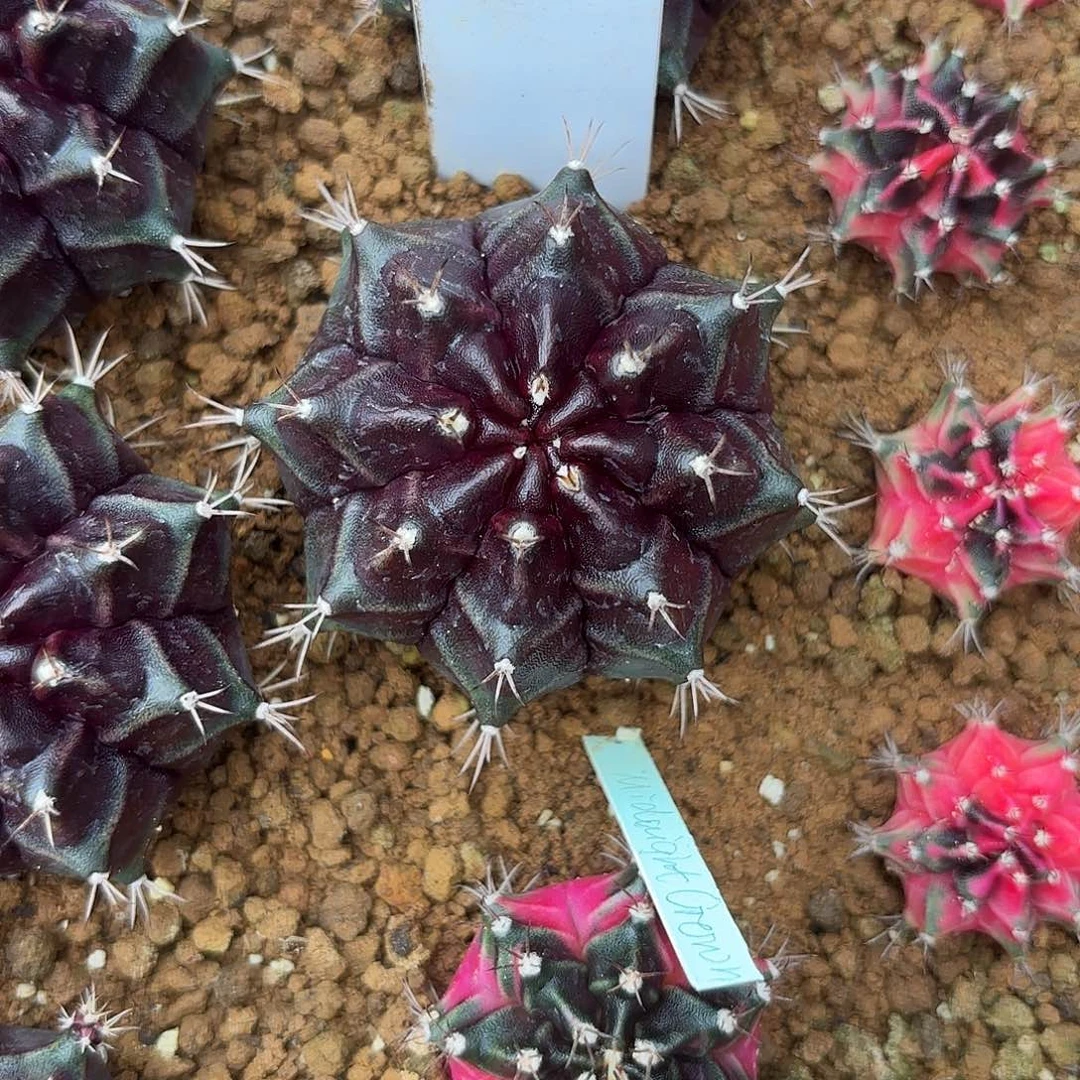 85-0711泰国发货多肉