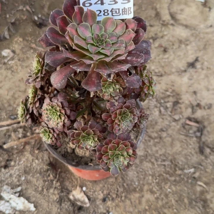 6433二号棚黑铜中班A