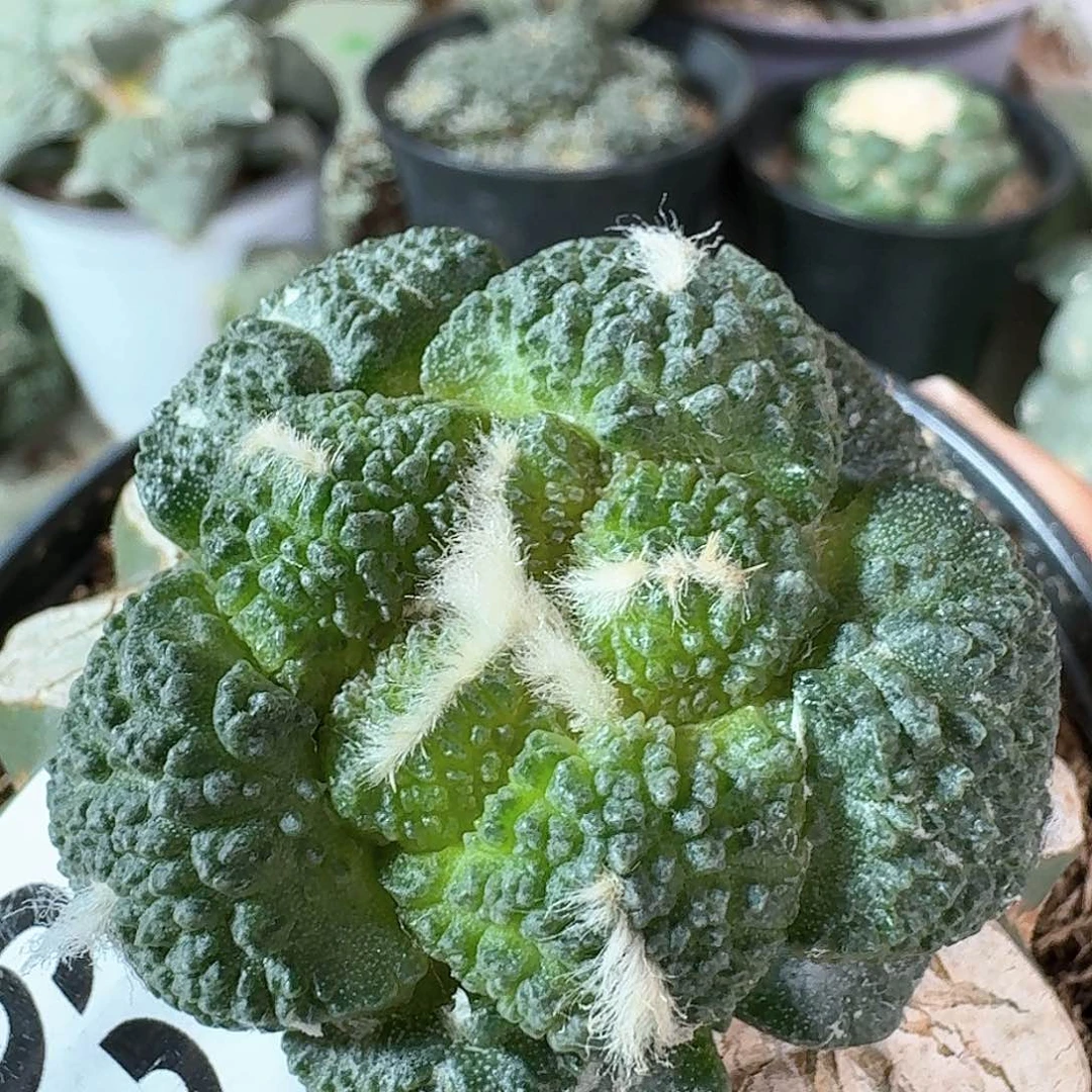 【闪购商品】无花朵用****6gelian628