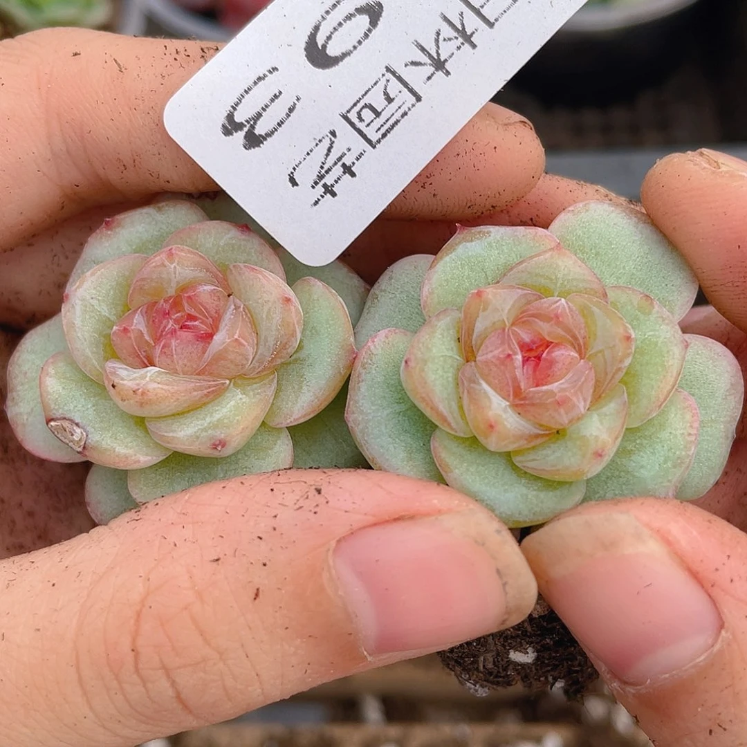 多肉植物多肉植物493