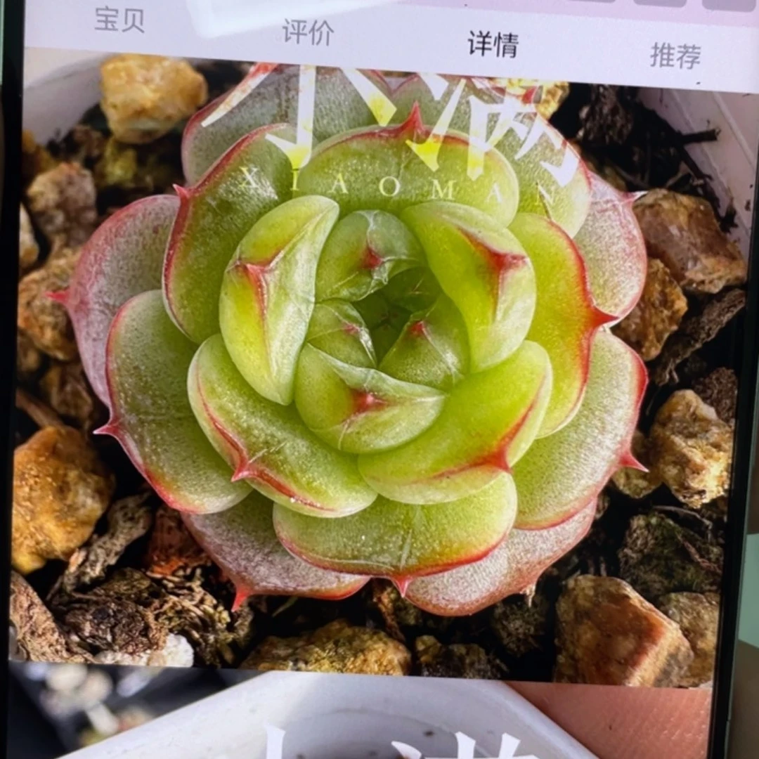 小满20粒，冰透款，新手推荐