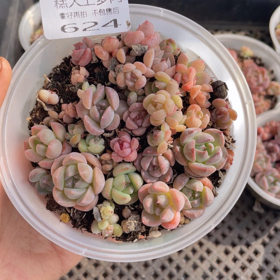 糕大上多肉植物624