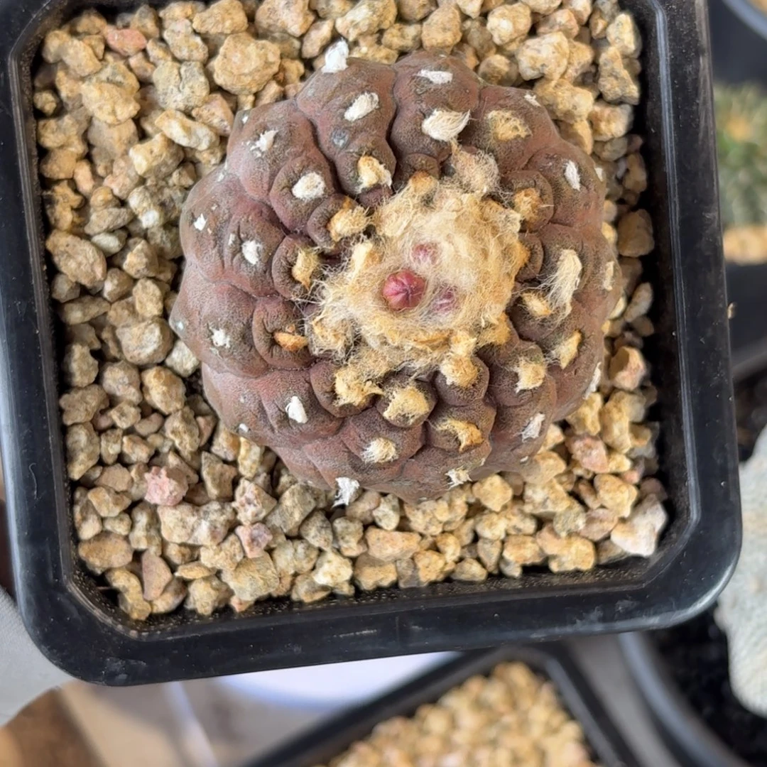 单头螺旋蜥蜴皮实生