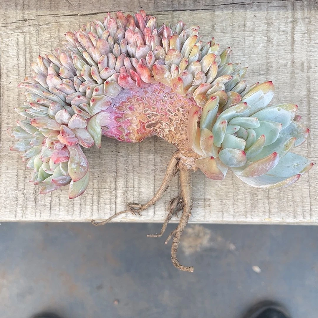 橙梦露缀化，实生，一个