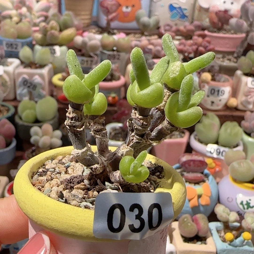 T碧光环小兔兔盆口2.5cm