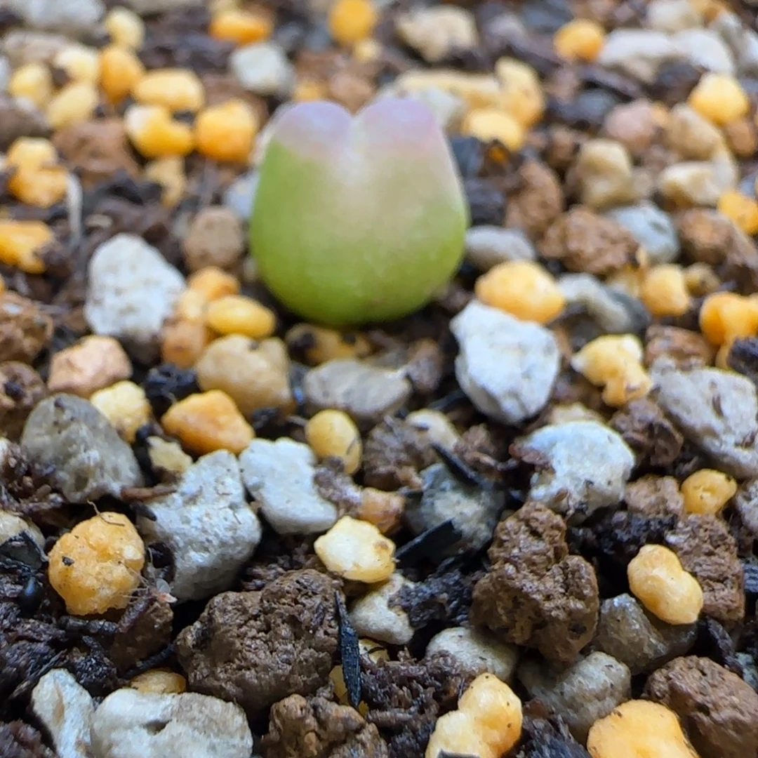 拉登杂风铃粉体多肉植物