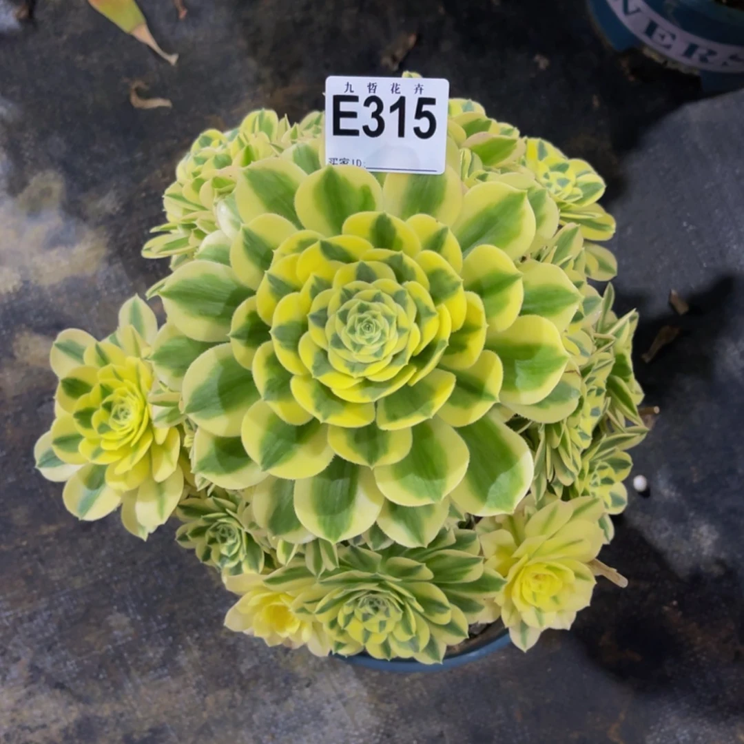 【闪购商品】31500