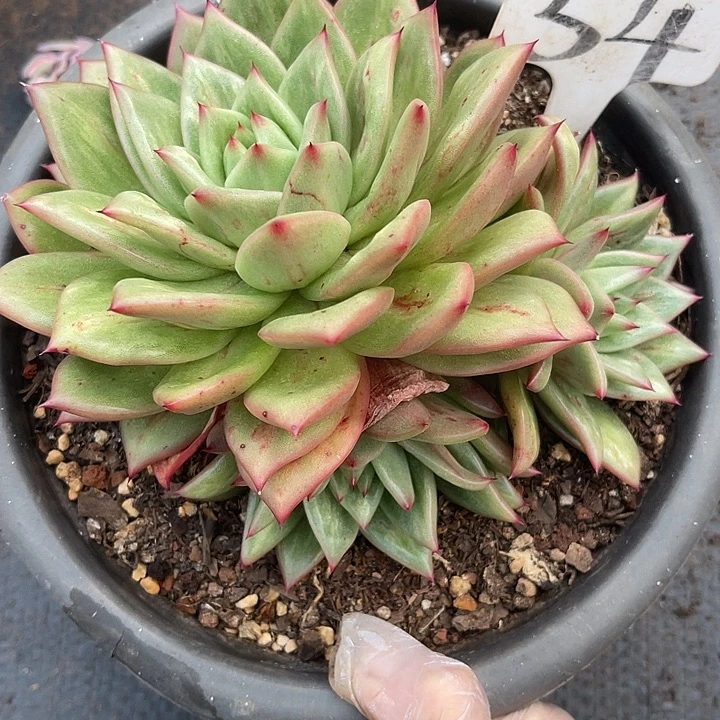 两单包邮，一物一拍54蔷薇玫瑰