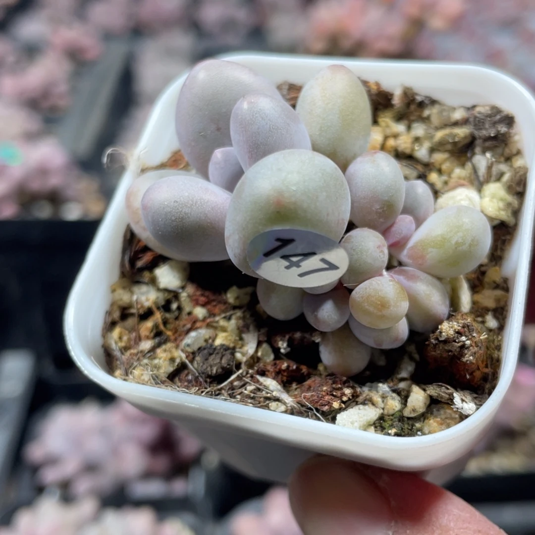 紫恩奶酪多肉植物