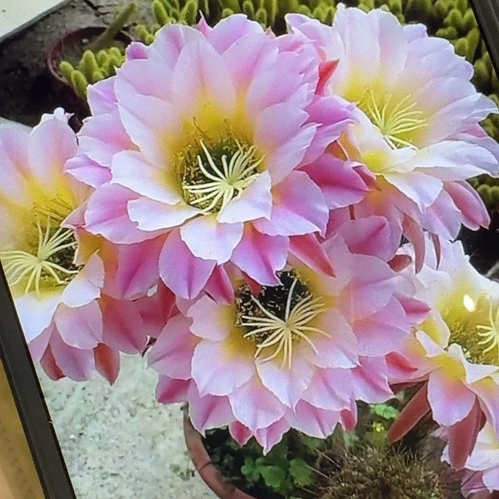 曙光侧芽5公分左右毛花柱（20包邮）