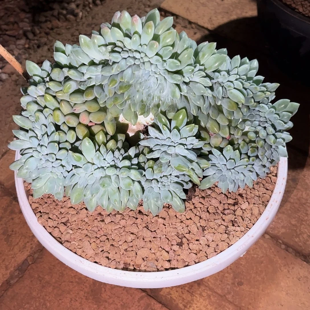 雅****鱼奶糖缀化多肉植物