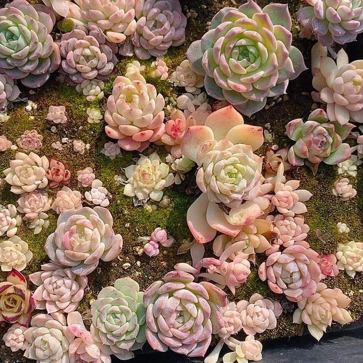 144 多肉植物盆栽花卉植物