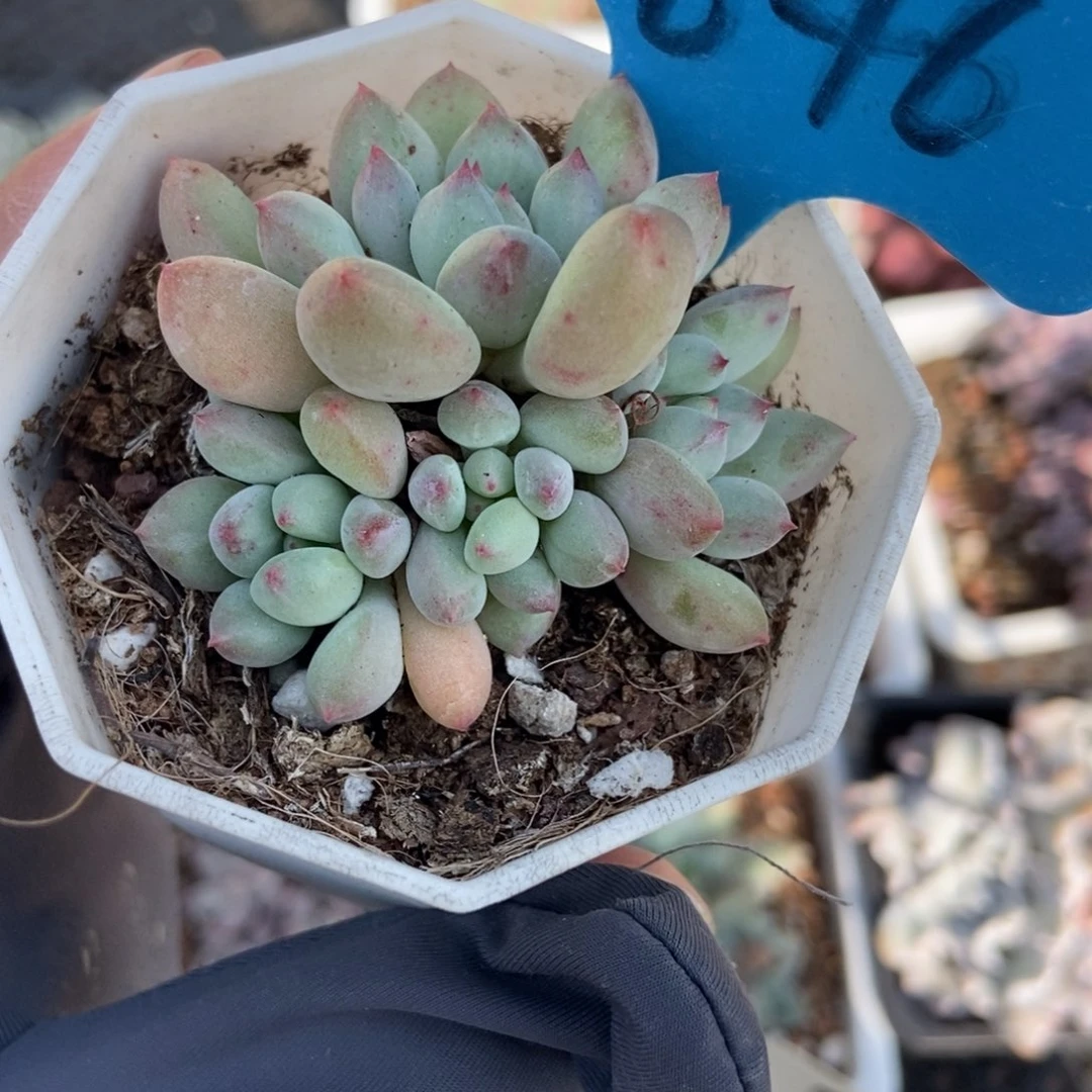 846萤火虫多肉植物