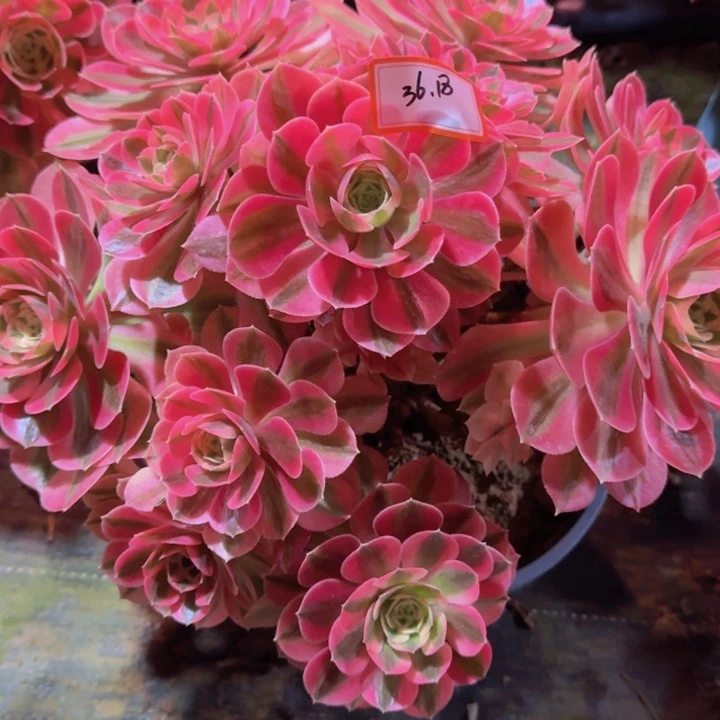 等*多肉粉女巫3.6.18