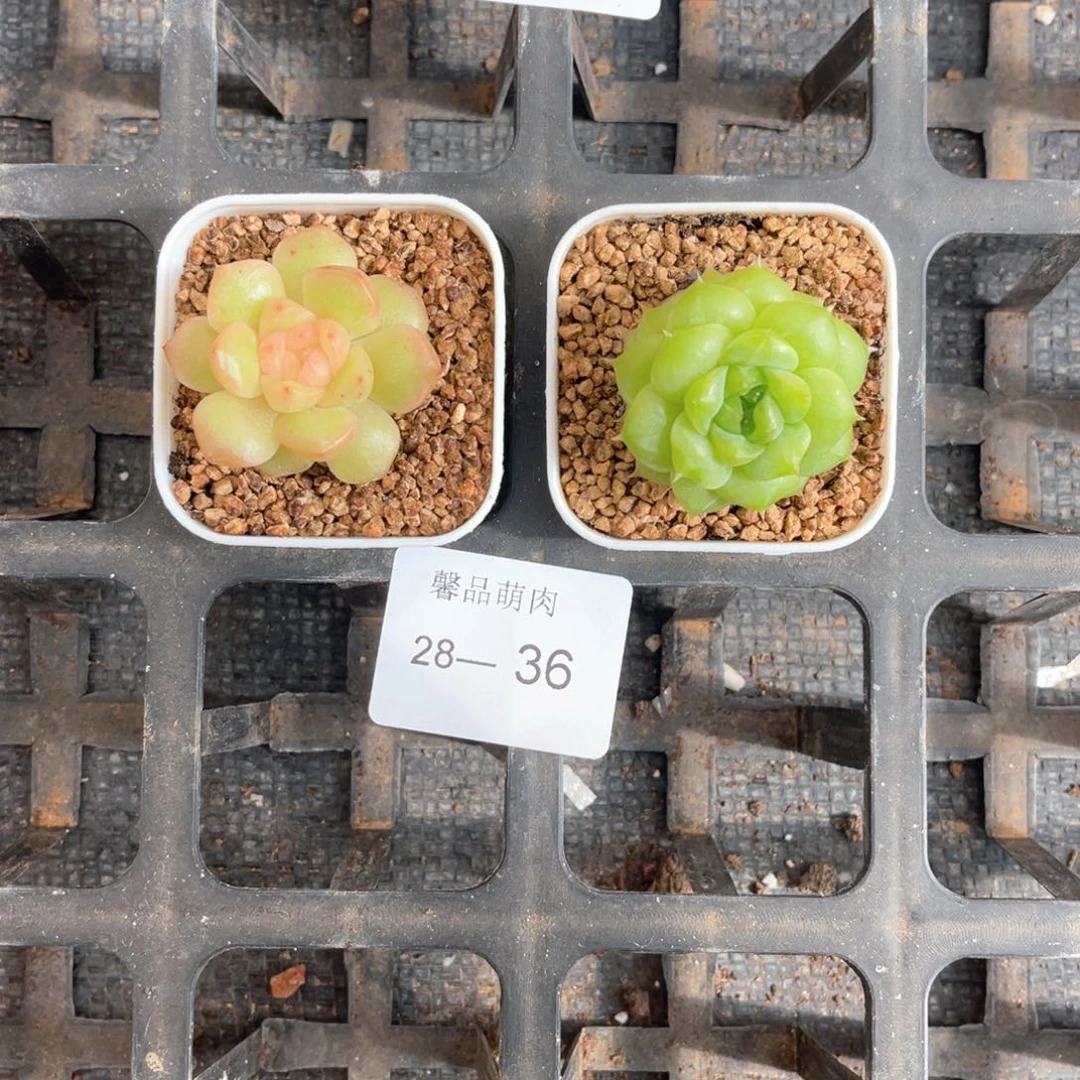 右七一物一拍18颗28-36