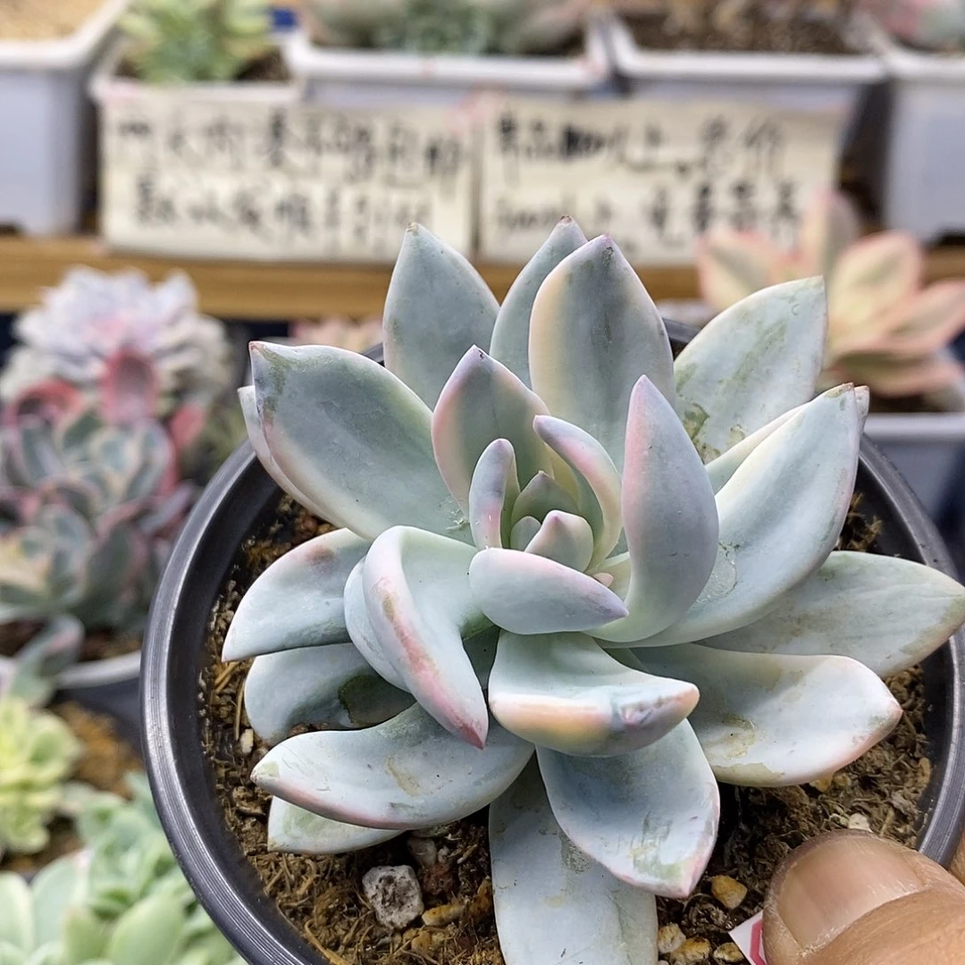 2747 霜之朝锦多肉