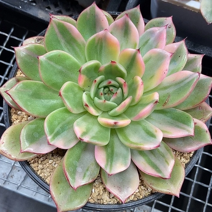 半***～弗朗明戈花脸锦的