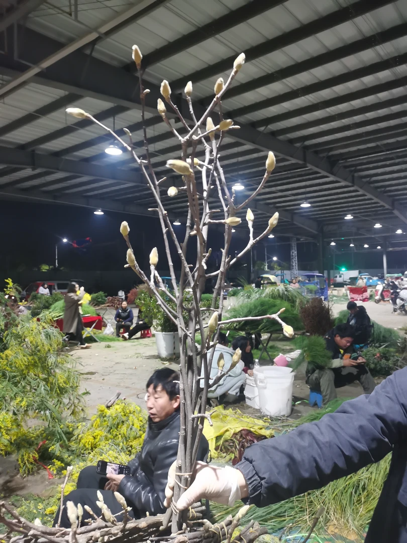 玉兰花切枝 零下温度请怕保温棉