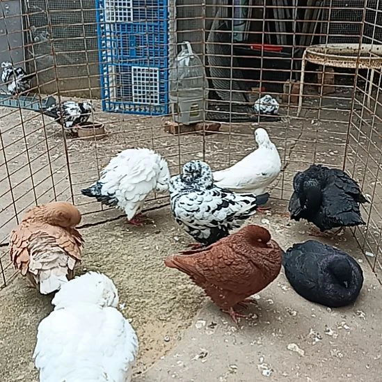 无花朵大体元宝圆环观赏