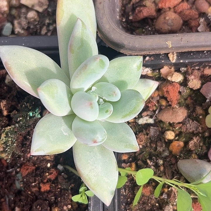 孤品美人特价一物一拍