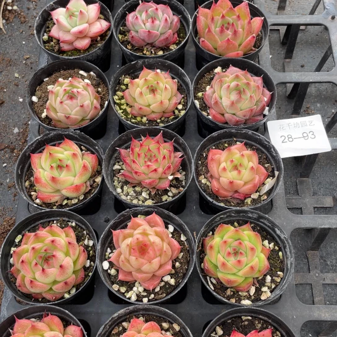 一物一拍18颗28-93