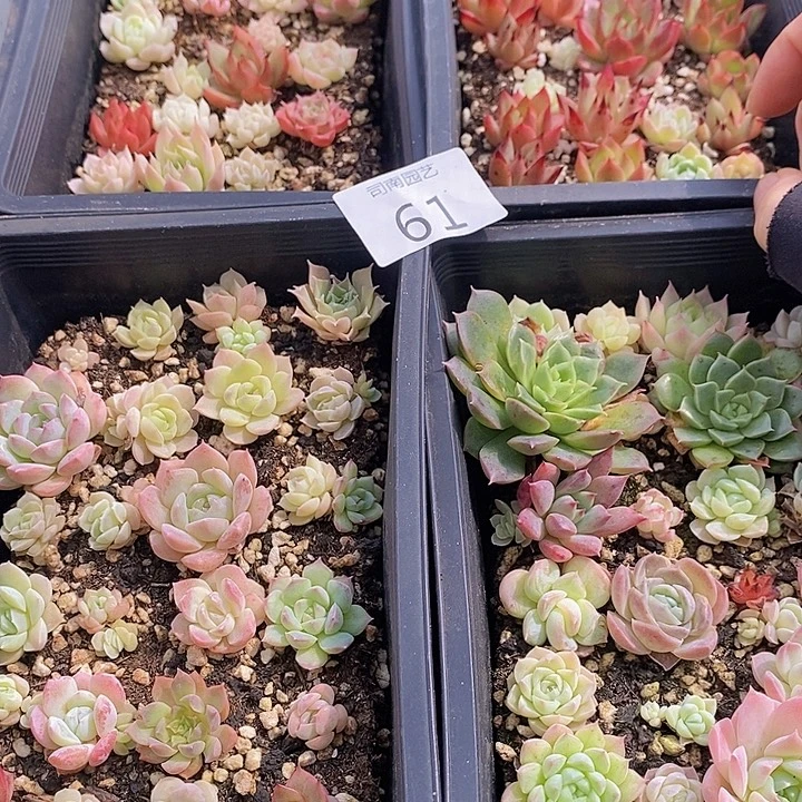 61 多肉植物盆栽花卉