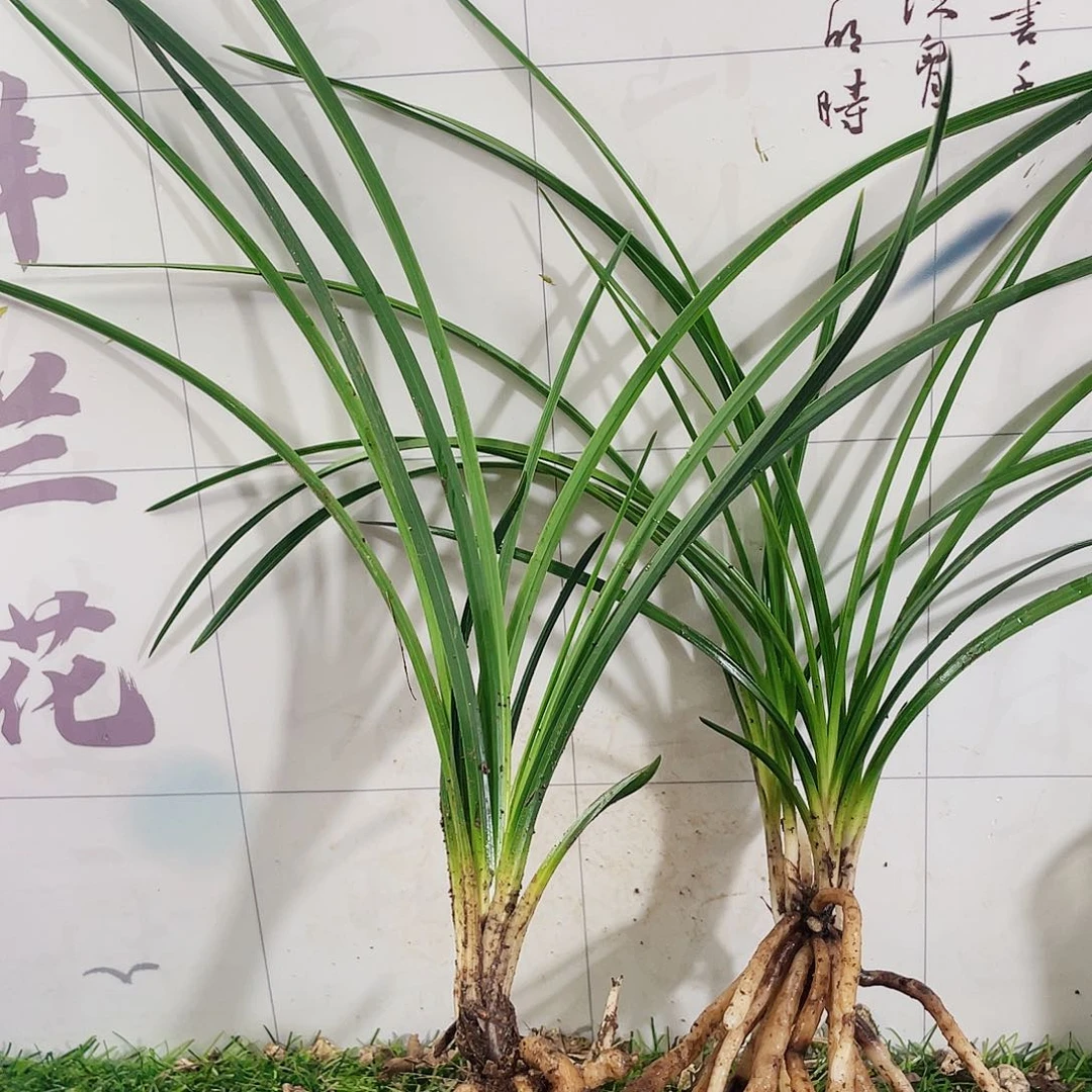 K***傅完全开放兰花兰花