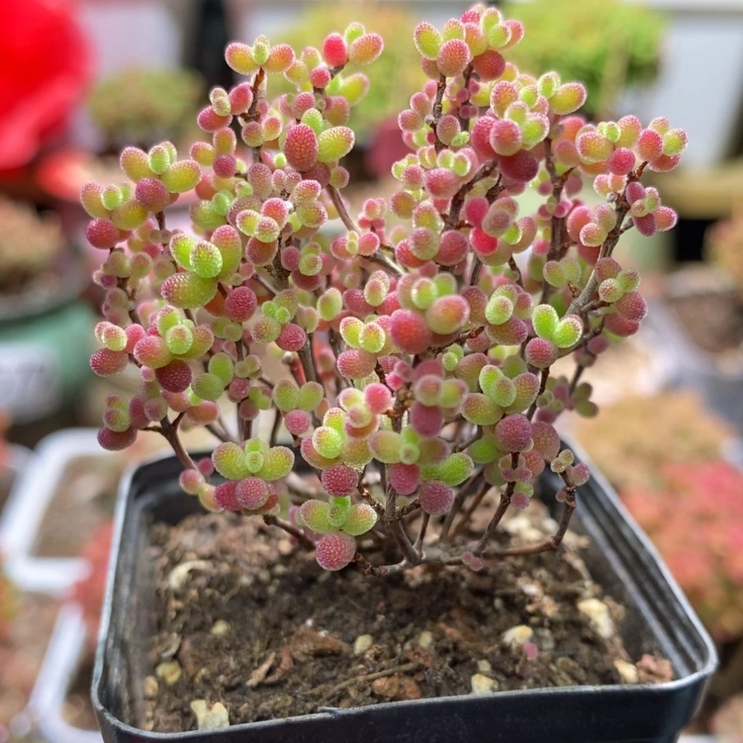 蜜桔糖球枝干番杏A607