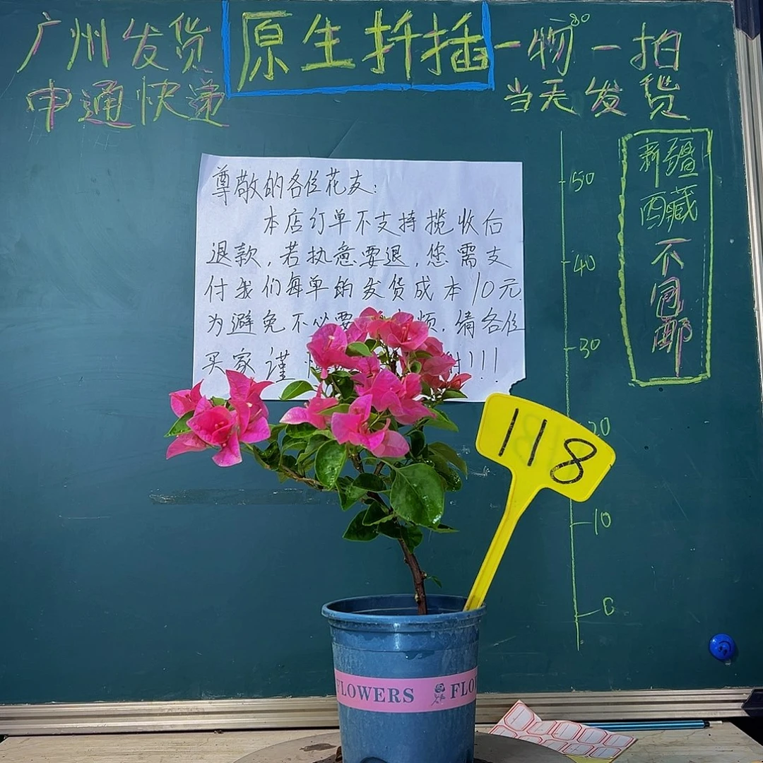 当前无花栽培后可以开花甜西瓜 118