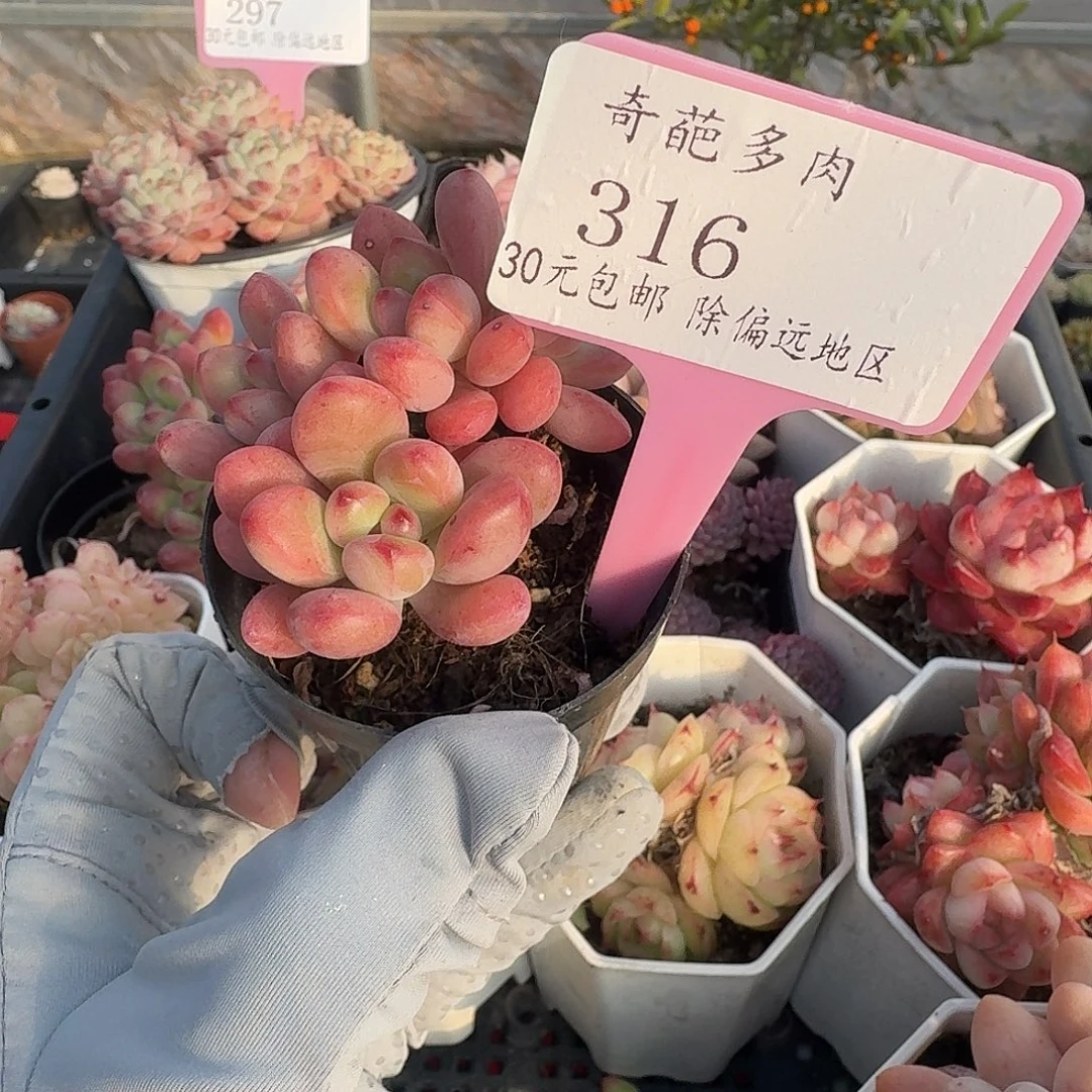 316 脱土 群生不包整 30元包邮非偏远