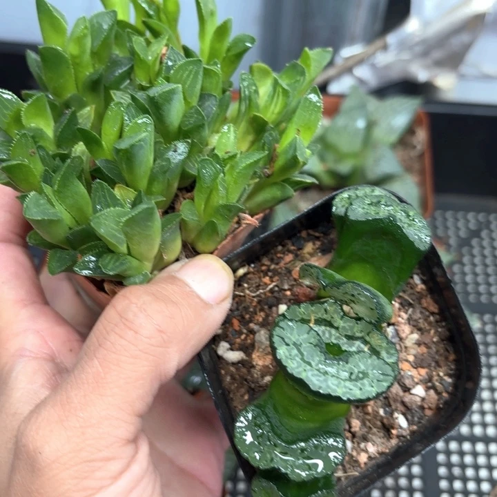 瑕疵玉扇➕群生姬寿2颗