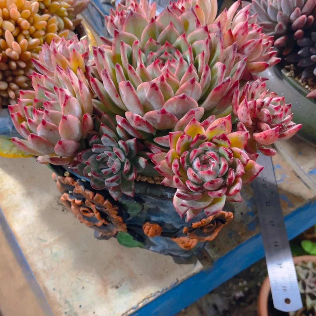 森***＊多肉植物保护研究所所长