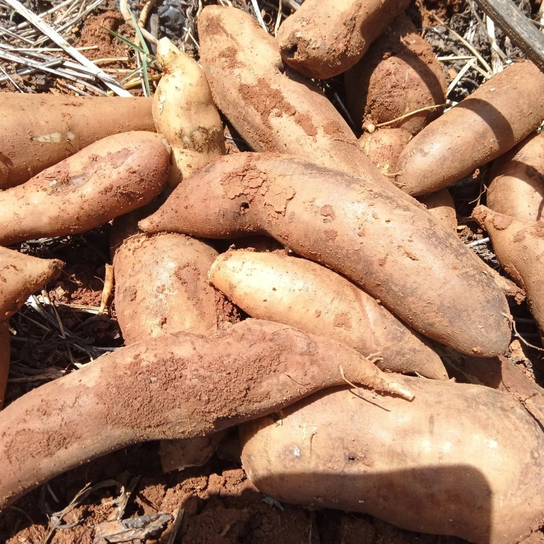 正宗云南天山新鲜红沙泥雪莲果时令水果整箱包邮