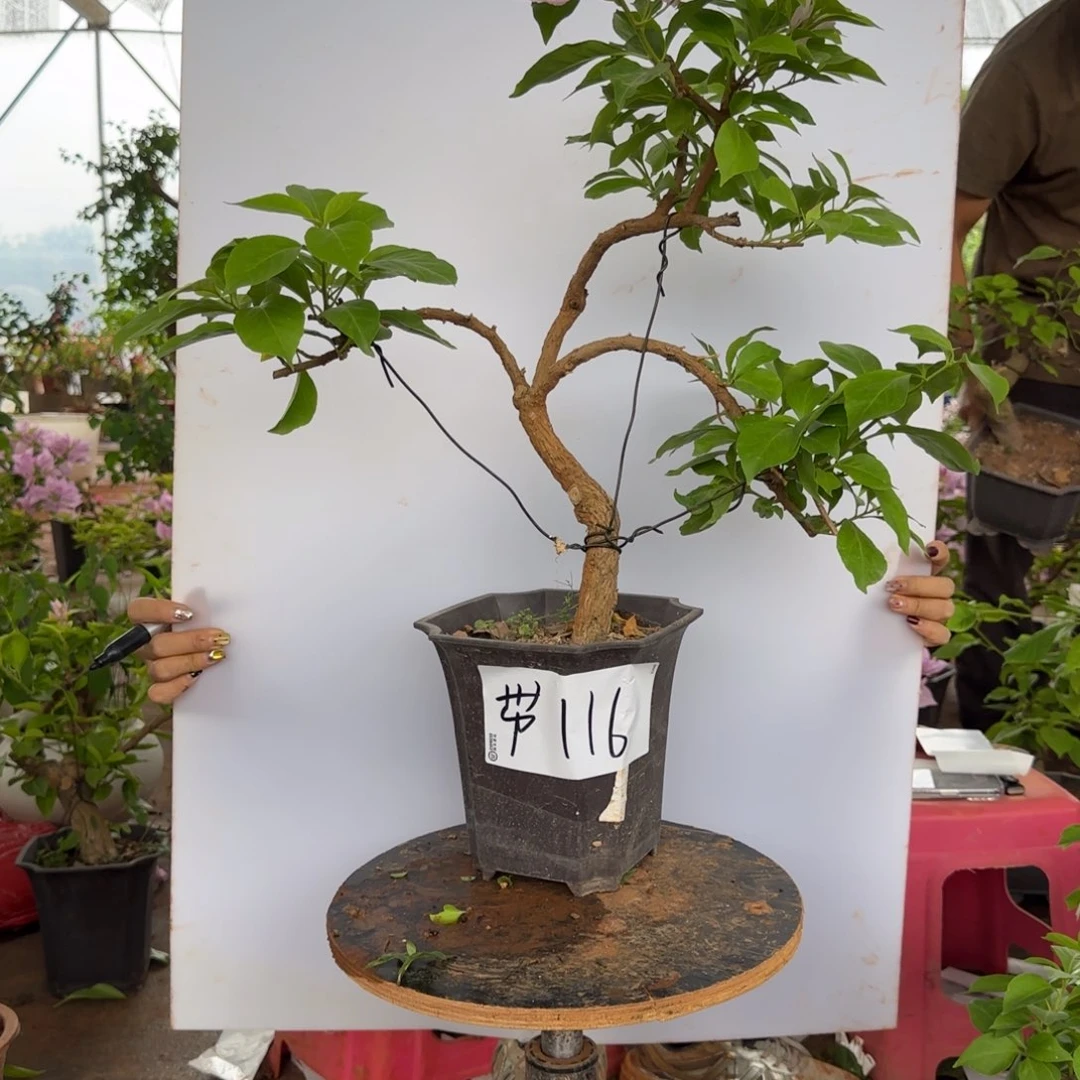 大部分花苞少量开放金夫人 116