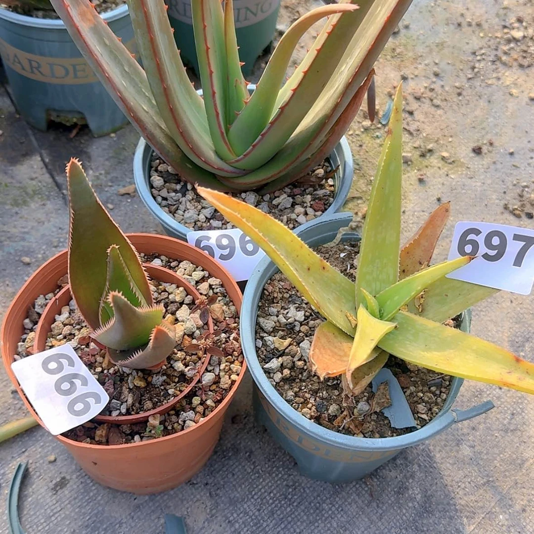 【闪购商品】宗*。块根植物