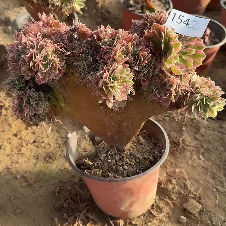 粉女巫缀化154号一颗包邮