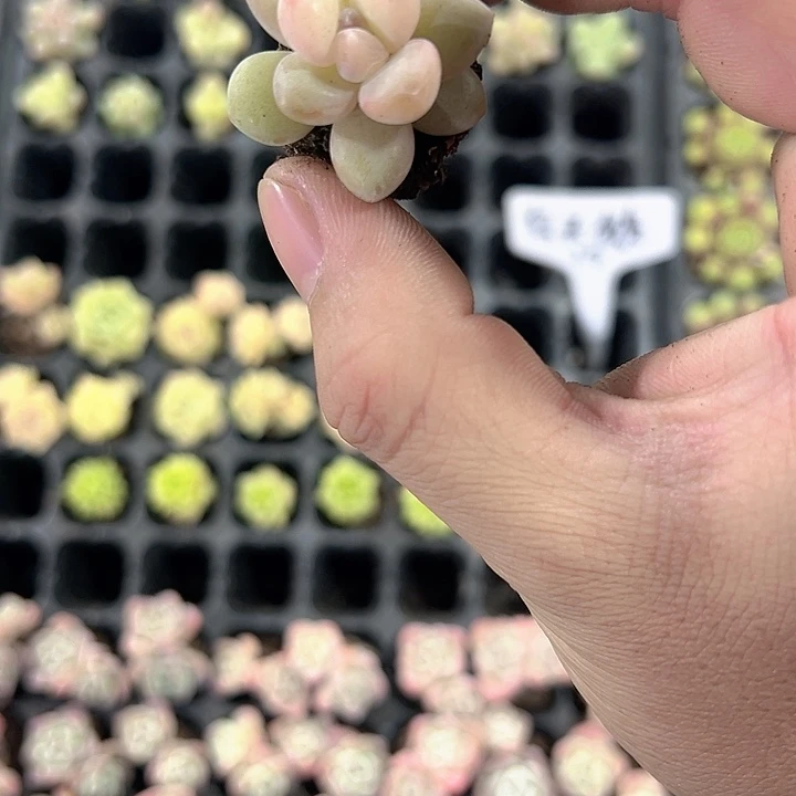 冰菩提 满10颗包邮